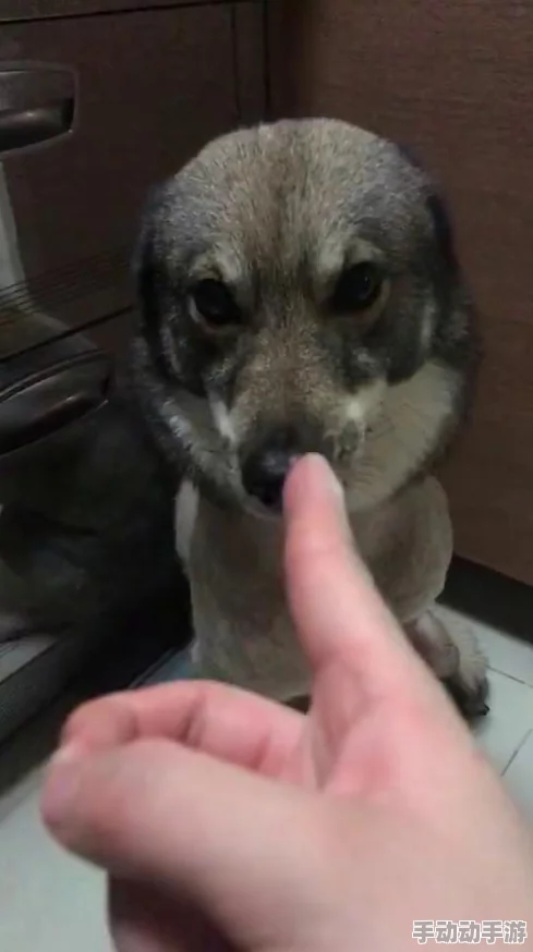 探讨野狗子游戏的硬件配置需求：是否属于高要求标准？