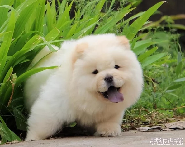 毛茸茸性xxxx毛茸茸毛茸茸：最新研究显示，毛发的生长与环境因素密切相关，科学家们正在深入探讨其背后的机制