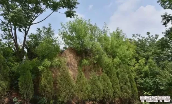 炮阁导航：全新功能上线，助力用户更便捷地获取实时信息与服务体验提升