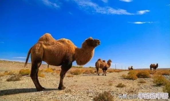 欧美骆驼趾现象引发热议，社交媒体上相关讨论持续升温，专家分析其文化影响与社会接受度变化