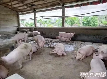 女人与公猪交交：一场引发争议的事件，背后隐藏着怎样的社会现象与伦理思考？