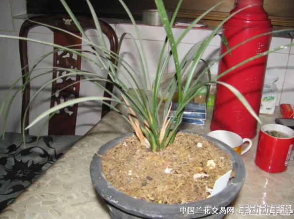 扒开腿挺进小龙女的花苞视频，最新动态曝光：精彩片段引发热议，网友纷纷评论期待更多内容！