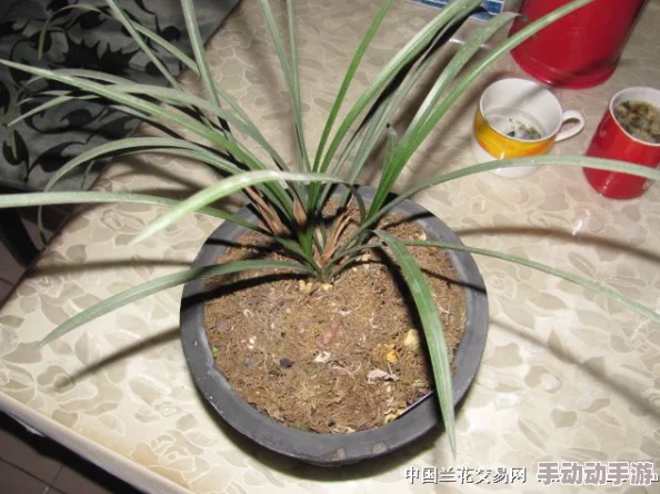 扒开腿挺进小龙女的花苞视频，最新动态曝光：精彩片段引发热议，网友纷纷评论期待更多内容！