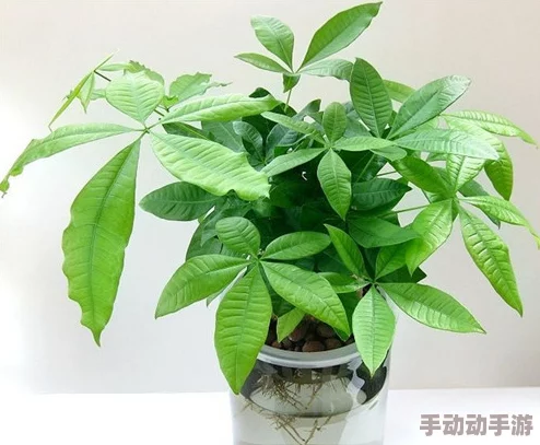 三叶草gw43345：一种新型多功能植物在生态恢复与环境保护中的应用研究及其潜力分析
