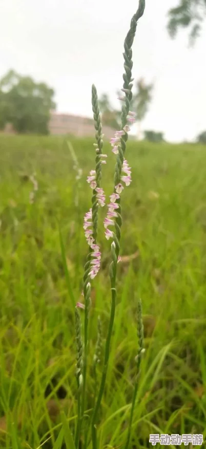 三叶草实验室研究所突破性发现：新型生物技术将彻底改变农业生产方式，助力可持续发展！