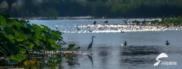 植物大战僵尸2深度解析：闪电芦苇性能与数据图鉴大全