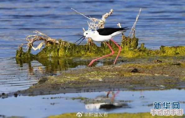 新疆女人做爰，网友纷纷表示对这一现象的关注，认为应加强对女性权益的保护与尊重