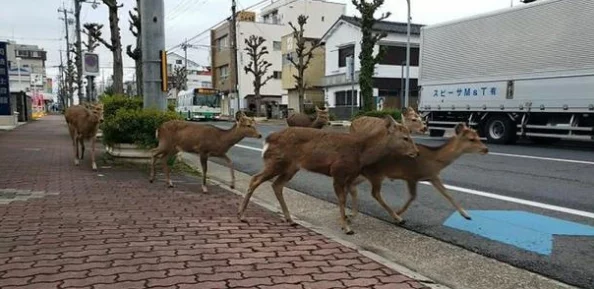欧美人与动物关系的最新动态:关注人类与野生动物共存的新挑战与机遇 欧美人与动物关系的最新动态:关注人类与野生动物共存的新挑战与机遇