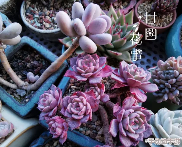 污全彩肉肉无遮挡彩色：最新进展揭示了该领域的技术创新与市场动态，吸引了众多关注与讨论