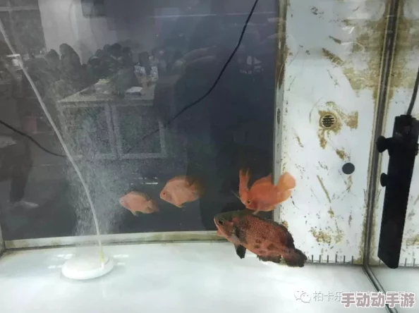 深夜福利爽爽爽动态图：最新动态分享，带你领略不一样的视觉盛宴，尽享深夜的欢愉与放松