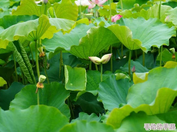 春动莲房：万亩荷花盛开，游客如潮涌入，共享夏日清凉与自然之美！