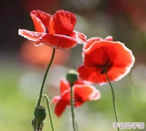 日本无毛视频引发热议，网友纷纷表达看法，有人认为这是对美的追求，也有人质疑其背后的文化意义