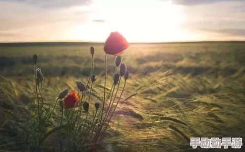 嗯嗯啊啊久久：在快节奏生活中寻找内心的宁静与平衡，如何让自己放慢脚步享受当下的每一刻