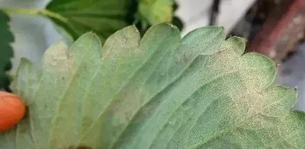 草莓污视频网站最新进展：平台内容监管加强，用户体验持续优化，积极响应社会责任与法律法规要求