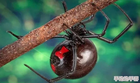 特黄特黄一级黑寡妇最新进展：新研究揭示其生态习性与毒性机制，为生物防治提供新思路