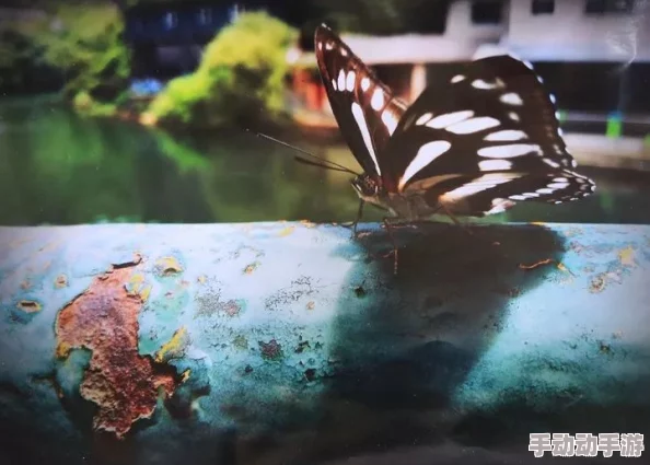 救赎之地：夜光蝶的神秘作用全解析，指引迷途者找到心灵与神的方向