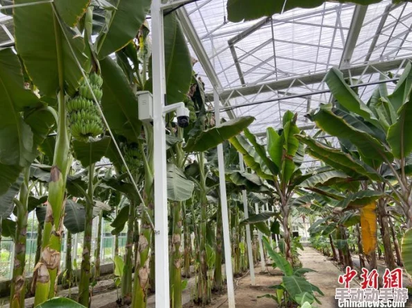 探索香蕉一区二区三区观:揭示其背后的文化意义与社会影响 探索香蕉一区二区三区观:揭示其背后的文化意义与社会影响