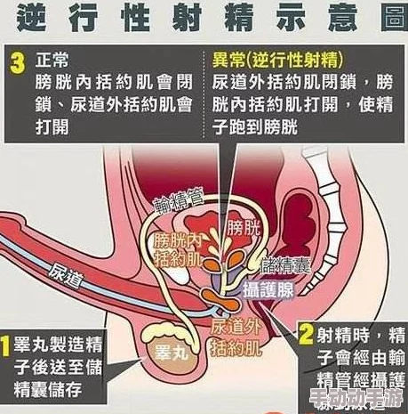 探索小子宫的神秘世界：嗯啊射带来的奇妙体验与生理反应