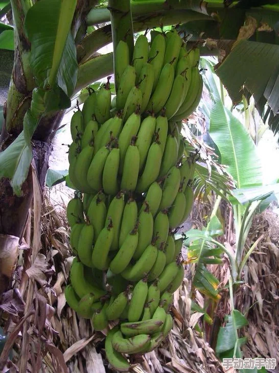 探索香蕉的多重魅力：从营养价值到创意食谱，带你领略综合运用的无限可能性