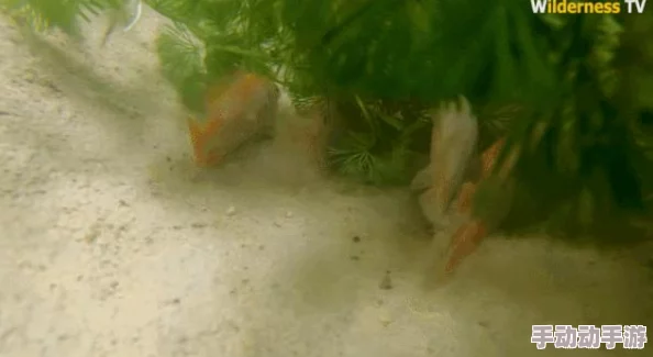 荒野行动高手秘籍：掌握水下作战技巧，助你轻松收快递称霸战场