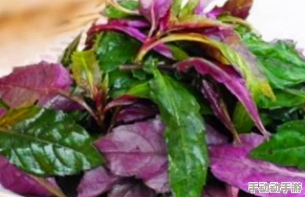 不休的乌拉拉特色美食：荷叶肉详细做法，精选肉块搭配新鲜野菜教程