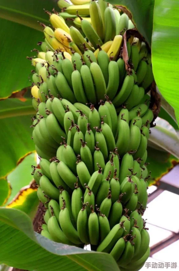 探索久久久久久尹人网香蕉的独特魅力与多样化内容，带你领略不一样的网络体验