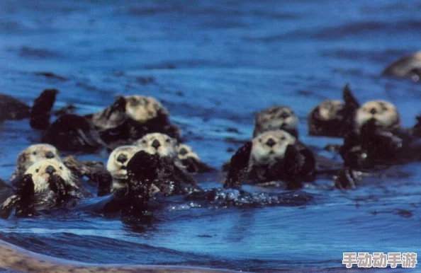 塞尔之光海兽巢穴BOSS挑战攻略：低分玩家必备过关技巧与策略