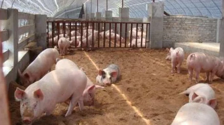 人马畜禽company免费澎湃号：全新产品发布，助力养殖业升级与可持续发展，欢迎关注我们的最新动态！