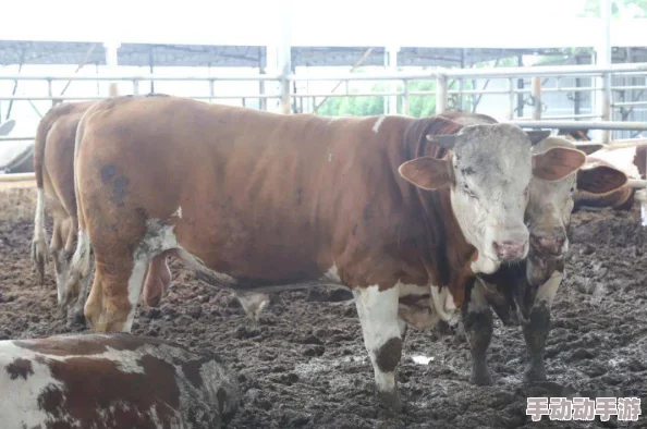 人马畜禽company免费澎湃号：全新产品发布，助力养殖业升级与可持续发展，欢迎关注我们的最新动态！