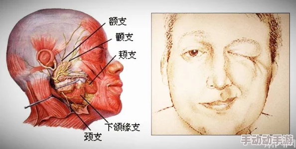 嘴巴一边往上一边往下，科学家发现这一现象与面部肌肉活动和情绪表达密切相关，引发广泛关注与讨论