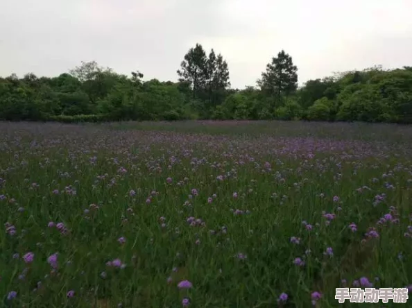 探索久久精品国产乱子伦多人带来的全新视角与深度体验