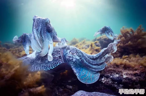 九色丨蝌蚪ponyr：震惊！全国范围内发现神秘生物，专家预言将引发生态链重大变化！