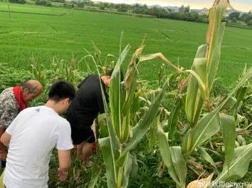 快一点深一点我还要在玉米地，这句话引发了网友们的热议，大家纷纷表示这可能是对生活压力的一种调侃