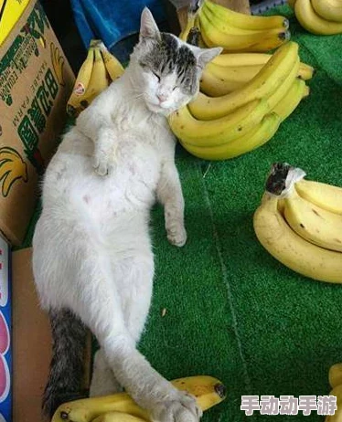 久久香蕉国产观看猫咪3atv：最新研究显示，猫咪对人类情感的反应比我们想象中更复杂，引发网友热议与讨论