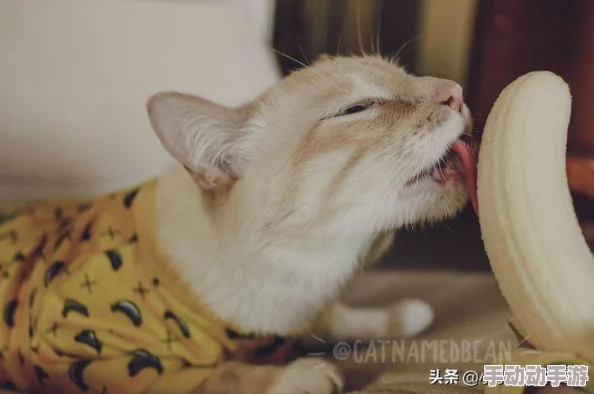 在欧美香蕉的奇妙世界中，爽爽爽快观看可爱猫咪的欢乐时光