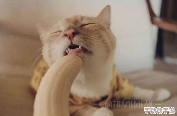 在欧美香蕉的奇妙世界中，爽爽爽快观看可爱猫咪的欢乐时光