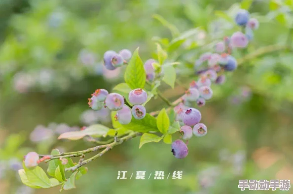 借种h向雾手酸：最新动态揭示该领域的研究进展与市场反应，引发广泛关注与讨论