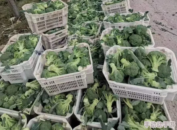 A级小视频最新进展：行业规范逐步完善，内容审核机制日益严格，用户体验持续提升