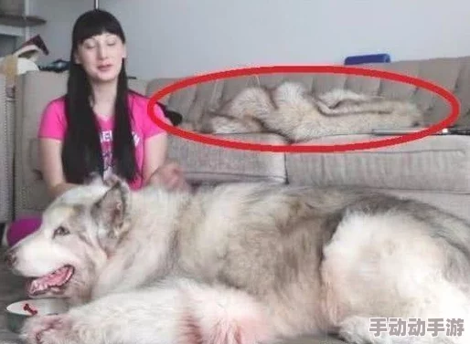 女人与公狼做交十配视频引发热议，网友纷纷表示震惊和不解，认为这种内容不应被传播