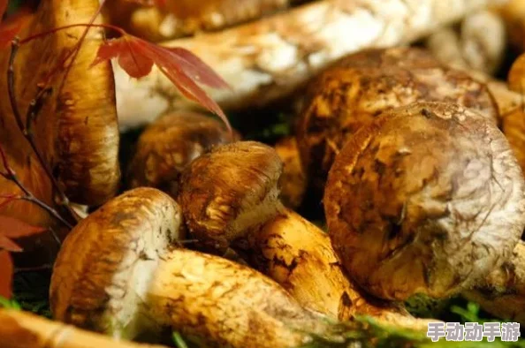 亚洲一线产区和二线产区的新动态：市场需求变化与生产技术革新带来的影响分析