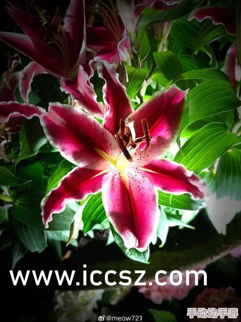 91精品国产麻豆国产自产在线：最新动态与发展趋势分析，关注行业变化与市场反应，助力用户获取第一手信息