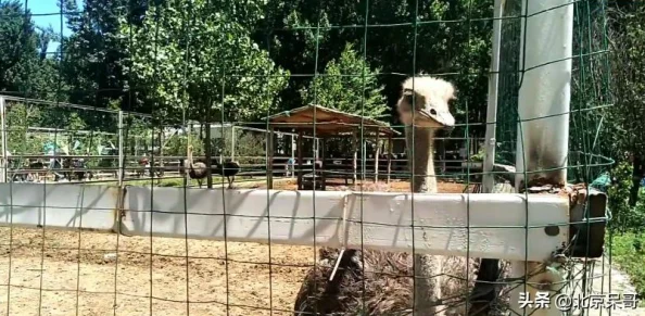 二人世界拔萝卜：探讨亲密关系中的合作与竞争对个人成长的影响及其心理学分析