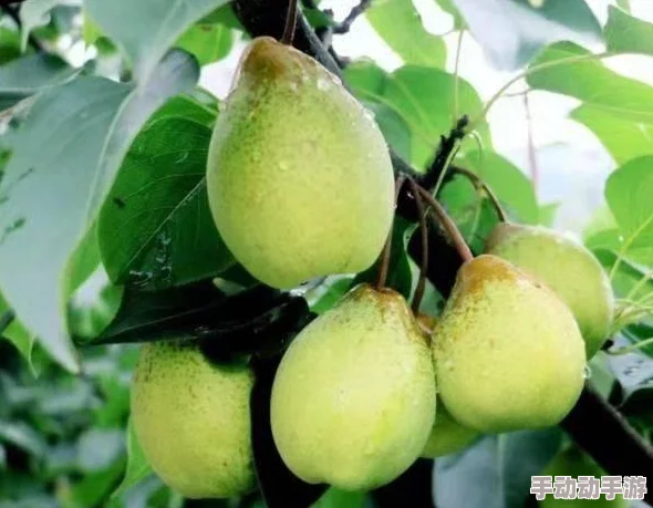 在村长的引领下，激情四溢的乡村生活：用力别停，让我们一起点燃梦想与希望的火焰！