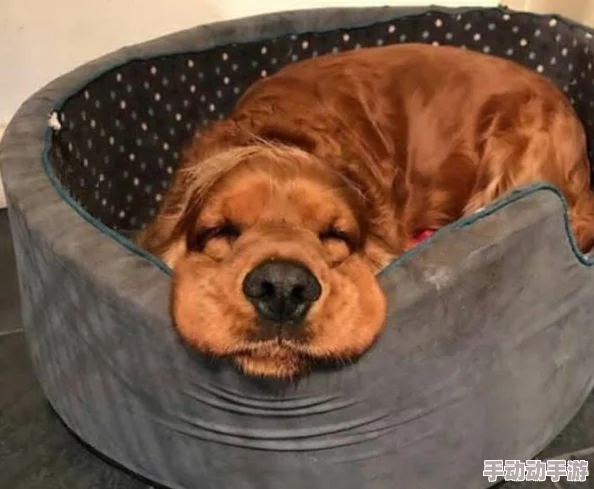 人狗大战python最简单处理：如何快速解决宠物与主人之间的冲突问题，提升和谐相处的技巧与方法