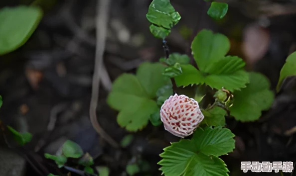 免费国产草莓视频在线观看黄：最新动态显示该平台用户量持续增长，内容更新频繁，吸引了大量年轻观众的关注