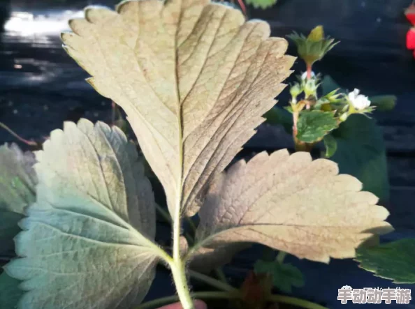 免费国产草莓视频在线观看黄：最新动态显示该平台用户量持续增长，内容更新频繁，吸引了大量年轻观众的关注