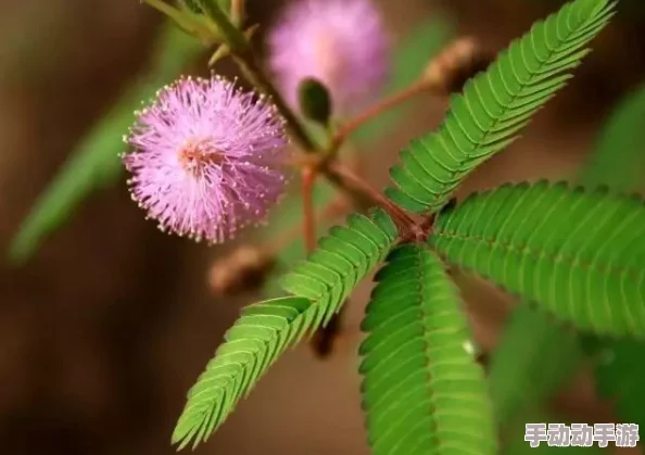 chinesesex含羞草：揭开神秘植物背后的惊人秘密，竟然与情感和欲望息息相关！