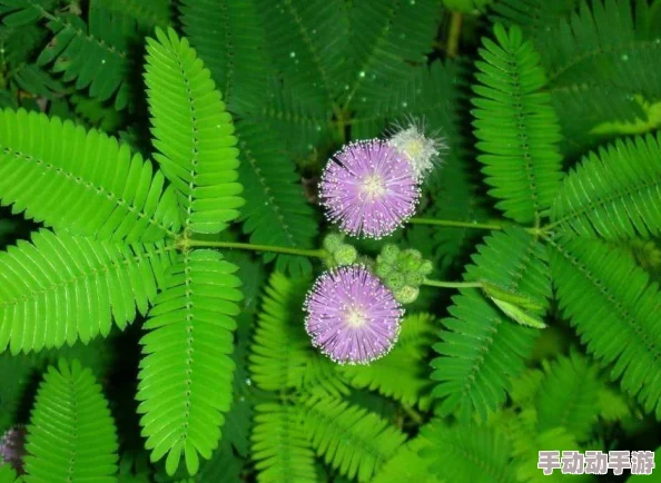 chinesesex含羞草：揭开神秘植物背后的惊人秘密，竟然与情感和欲望息息相关！