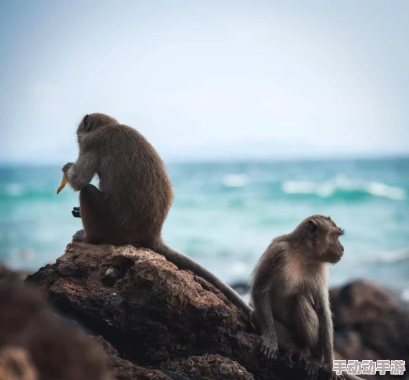 二人生猴子不盖被子真实！惊现神秘动物共处竟引发热议，网友热议背后故事令人震惊！