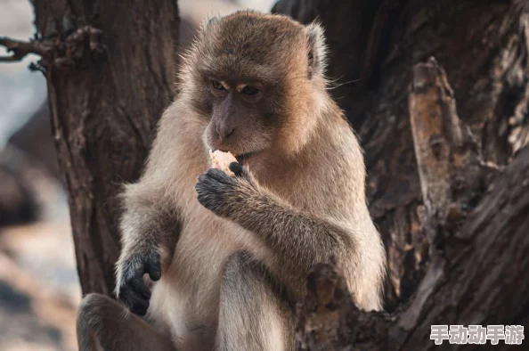 二人生猴子不盖被子真实！惊现神秘动物共处竟引发热议，网友热议背后故事令人震惊！